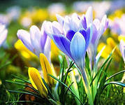 Схема вышивки «цветы»