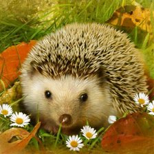 Схема вышивки «ёжик»