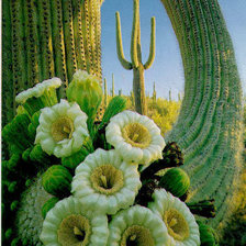 когда кактусы цветут