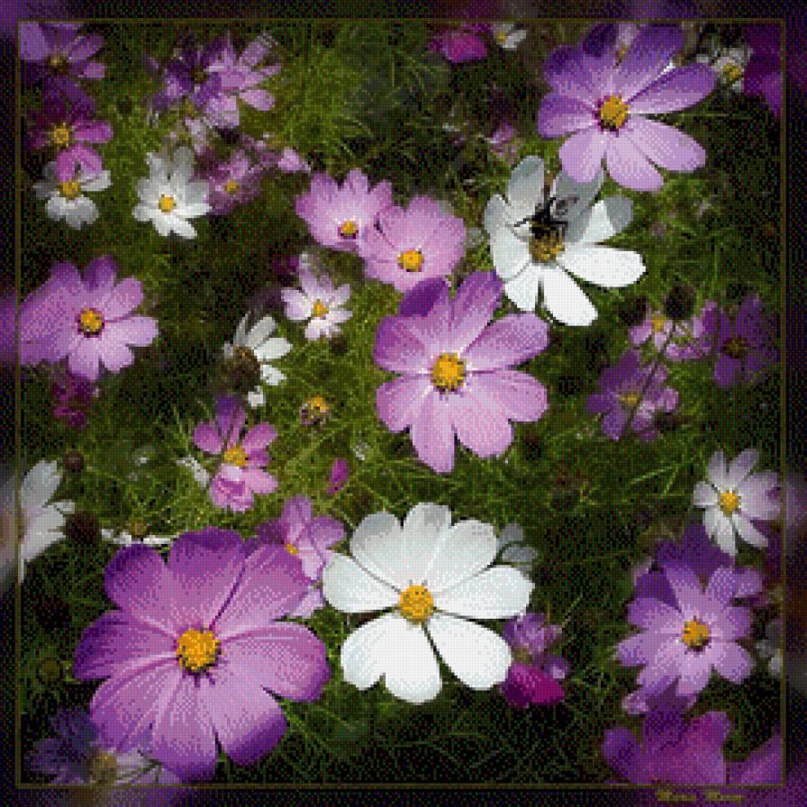 серия "подушки" - подушка.цветы.космея - предпросмотр