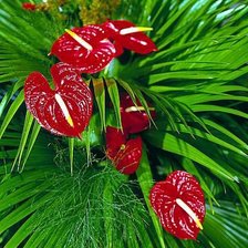 Схема вышивки «серия "подушки"»