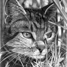 Схема вышивки «Котенька.»