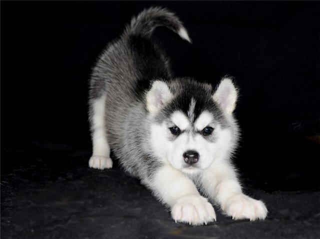 щенок хаски - оригинал