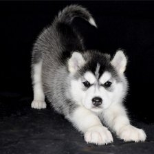 Схема вышивки «щенок хаски»