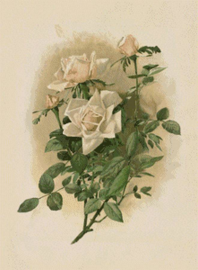 Из цикла Розы... - предпросмотр