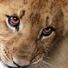 Схема вышивки «Взгляд»