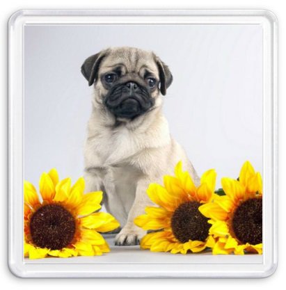 мопс с подсолнухами - оригинал