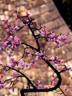 Сакура - цветы, весна, природа - оригинал