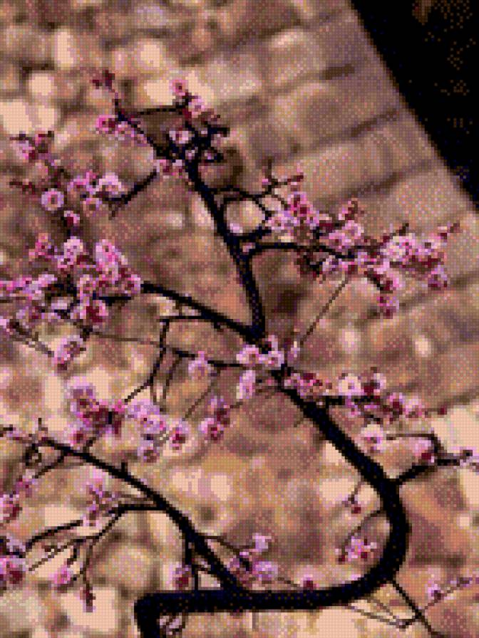 Сакура - природа, цветы, весна - предпросмотр