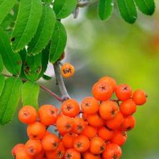 Схема вышивки «Рябина»