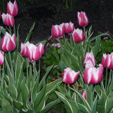 Схема вышивки «Тюльпаны ночью»