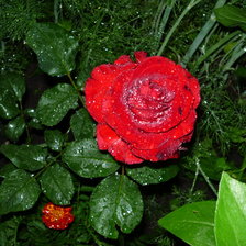 Схема вышивки «Роза после дождя»