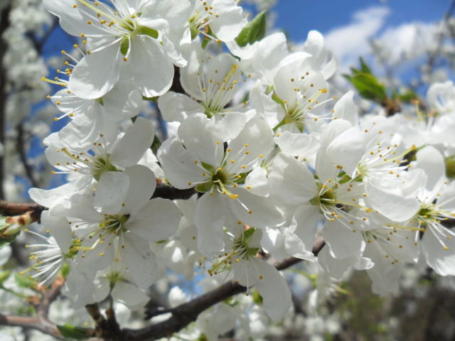 Цветущая вишня - оригинал