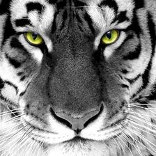 Схема вышивки «тигр»