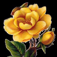 Схема вышивки «роза»