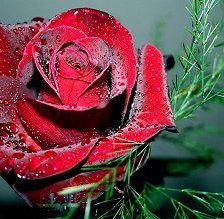 Схема вышивки «роза»