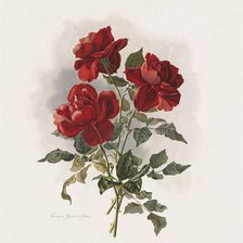 Схема вышивки «Из цикла Розы...»