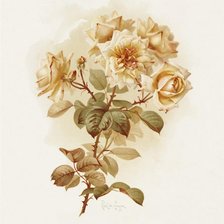 Схема вышивки «Из цикла Розы...»