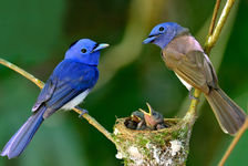 Схема вышивки «яркие птички»