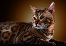 бингальская кошка