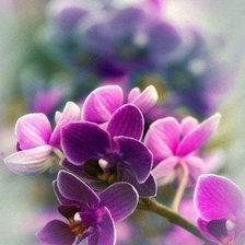 Схема вышивки «Орхидеи»