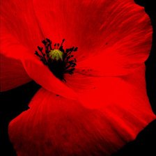 Схема вышивки «мак»