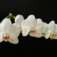 Схема вышивки «Совенок2»