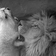 Схема вышивки «нежность»