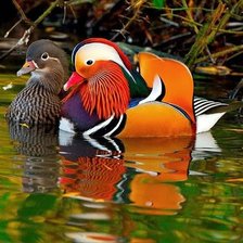 Мандаринки