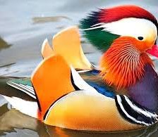 Схема вышивки «Мандаринка»