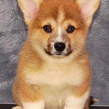 Схема вышивки «Щенок»