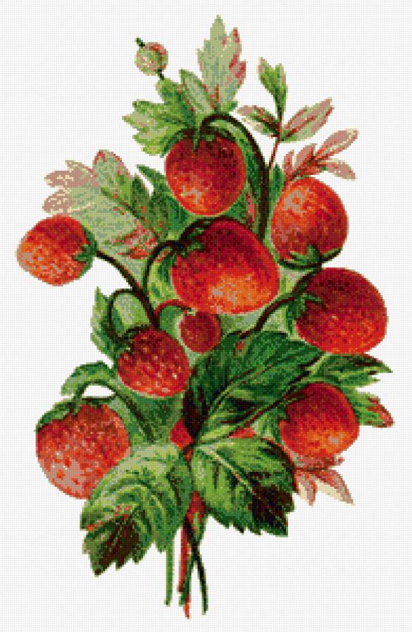 Ягодки. - предпросмотр