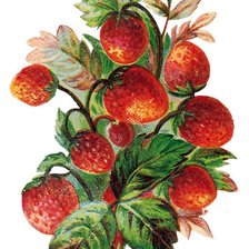 Схема вышивки «Ягодки.»