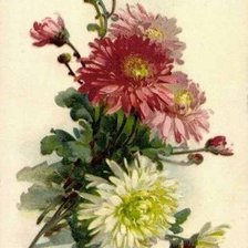 Схема вышивки «Хризантемки.»