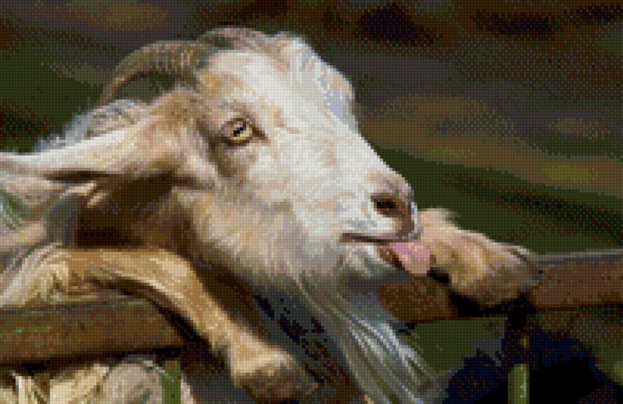 козленок - животные, забавные животные - предпросмотр