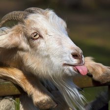 Схема вышивки «козленок»