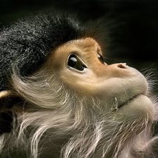 Схема вышивки «обезьянка»