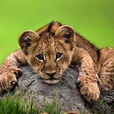 Схема вышивки «левеня»