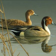 Схема вышивки «утки кряквы»