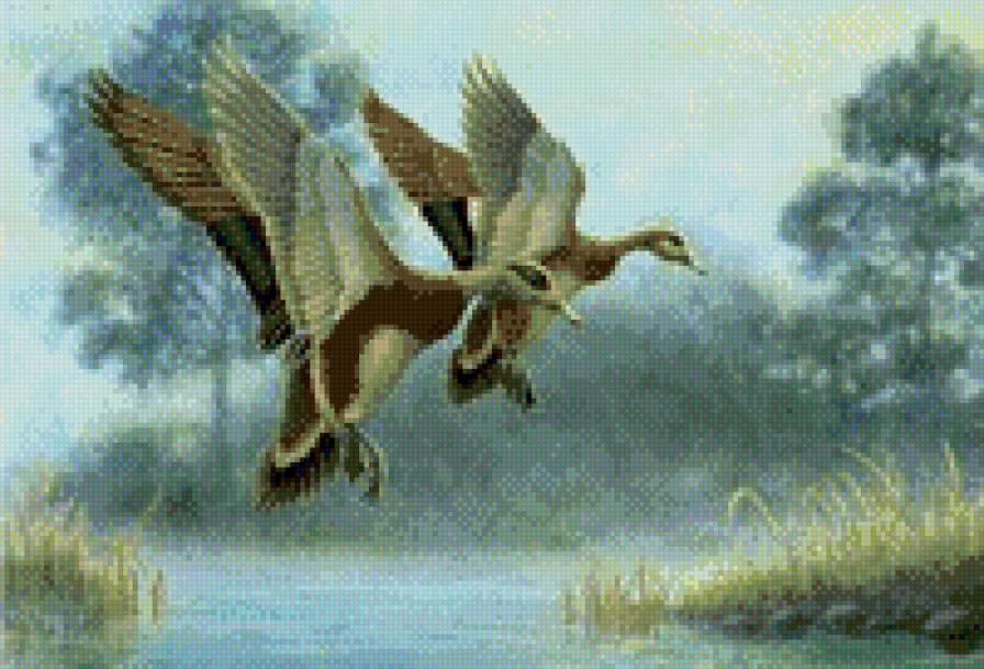 две утки - утки - предпросмотр