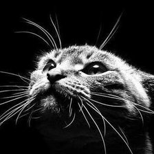 Схема вышивки «кот 1»