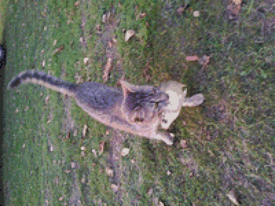 кися - кошка, рыба - предпросмотр