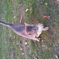 Схема вышивки «кися»