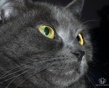 Схема вышивки «Ася»