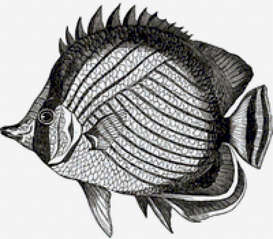 РЫБКА МОЯ - рыба монохром - предпросмотр
