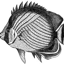 Схема вышивки «РЫБКА МОЯ»