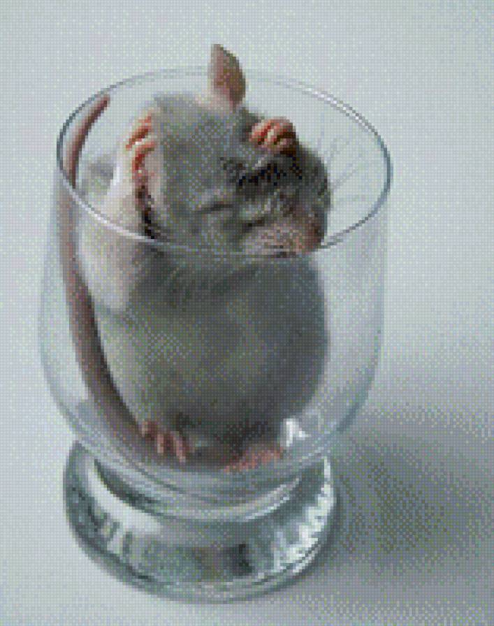 Крыска в бокале - предпросмотр