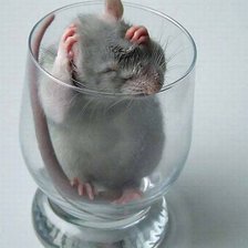 Схема вышивки «Крыска в бокале»