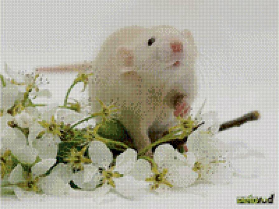 Крыска в цветах - предпросмотр