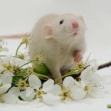 Схема вышивки «Крыска в цветах»